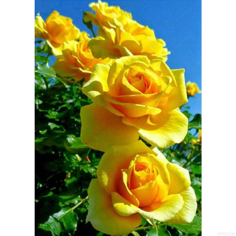 Yellow Rose.jpg