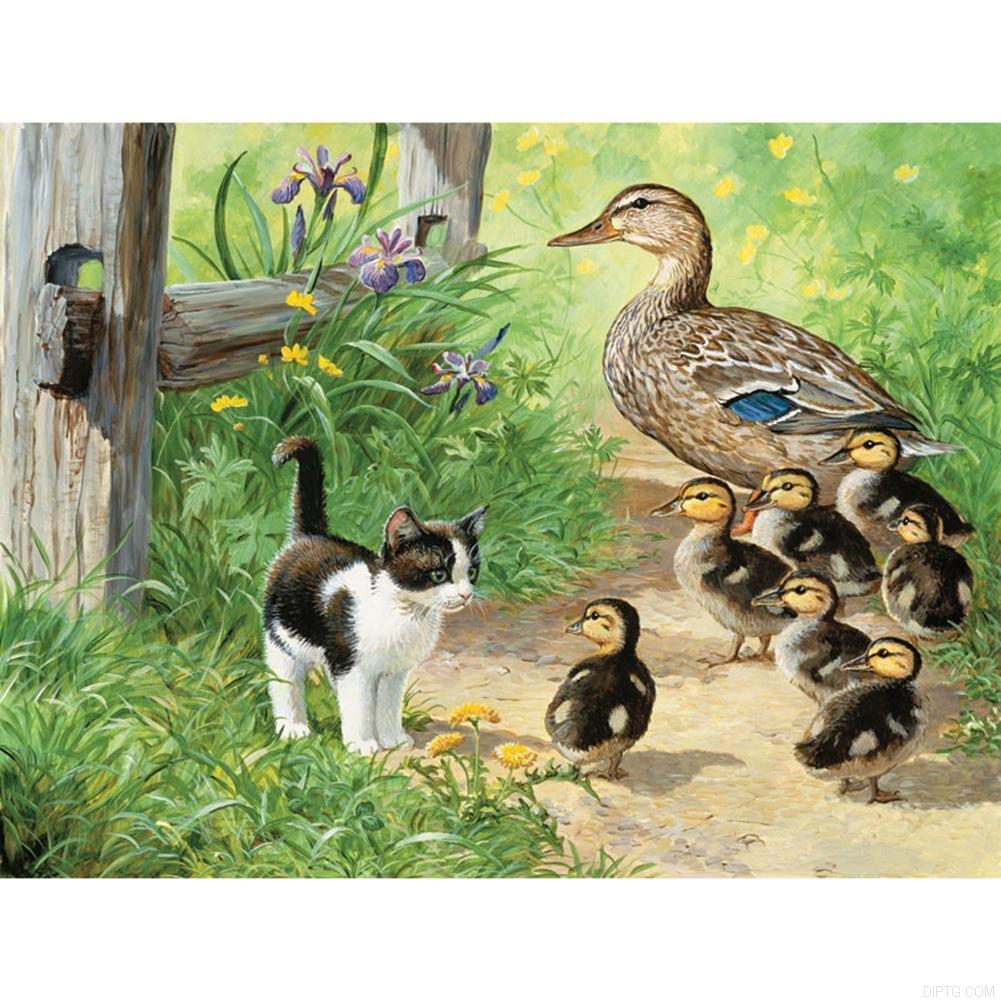 Village Cat Ducks.jpg