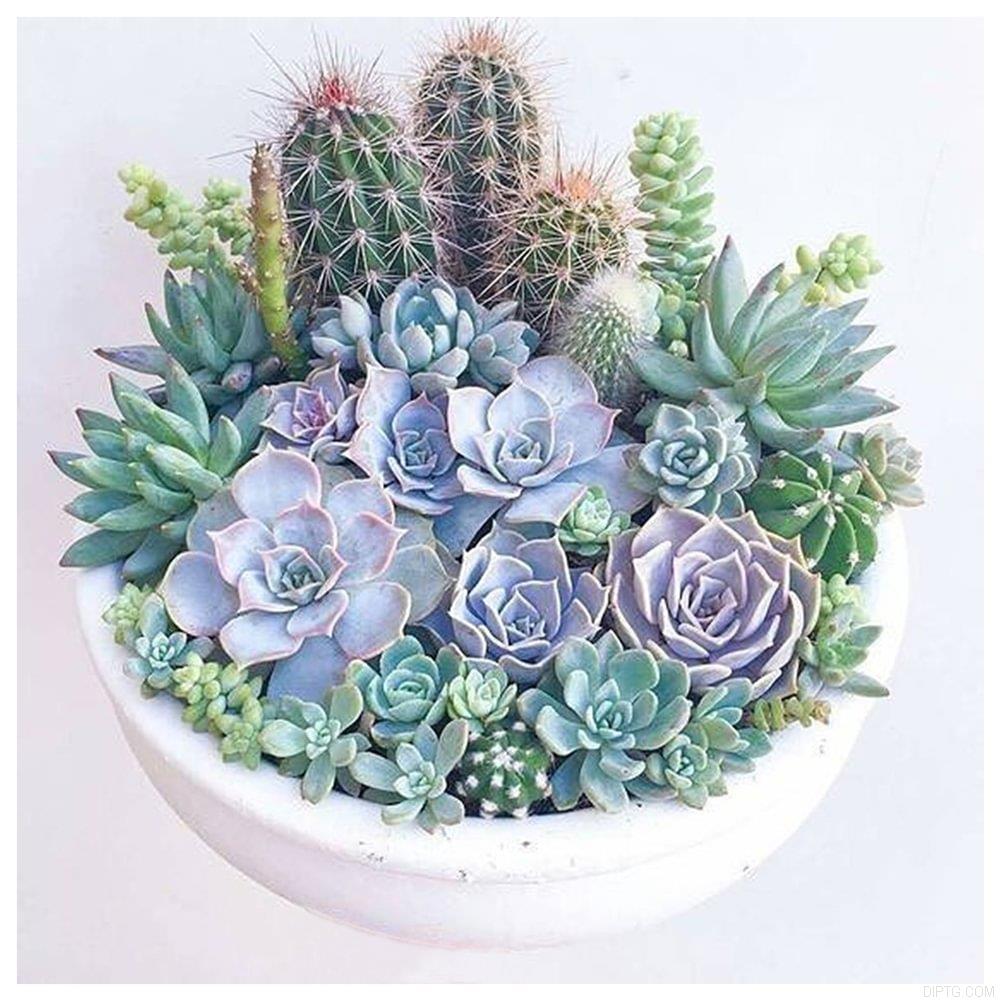 Succulent Plants 901.jpg