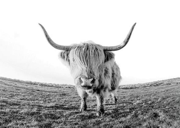 Wild Highland Cow.jpg