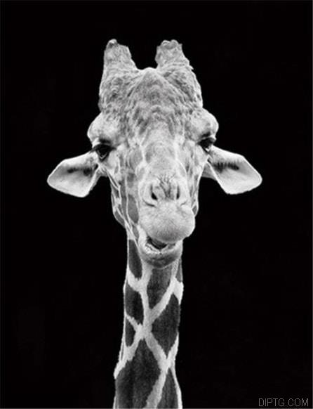 Giraffe Black And White.jpg