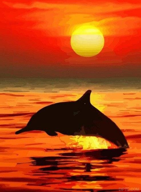 Dolphin Sunset Painting.jpg