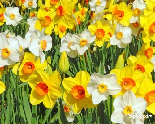 White And Yellow Daffodils Painting By Numbers Kits.jpg