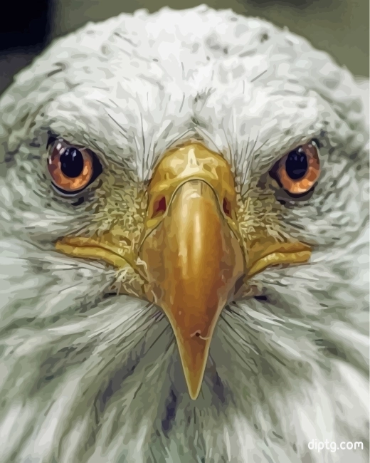 Aesthetic Eagle Eyes Painting By Numbers Kits.jpg