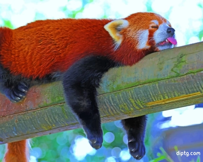 Sleeping Red Panda Lesser Painting By Numbers Kits.jpg