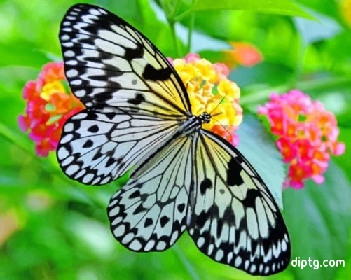 Black And White Butterfly Painting By Numbers Kits.jpg