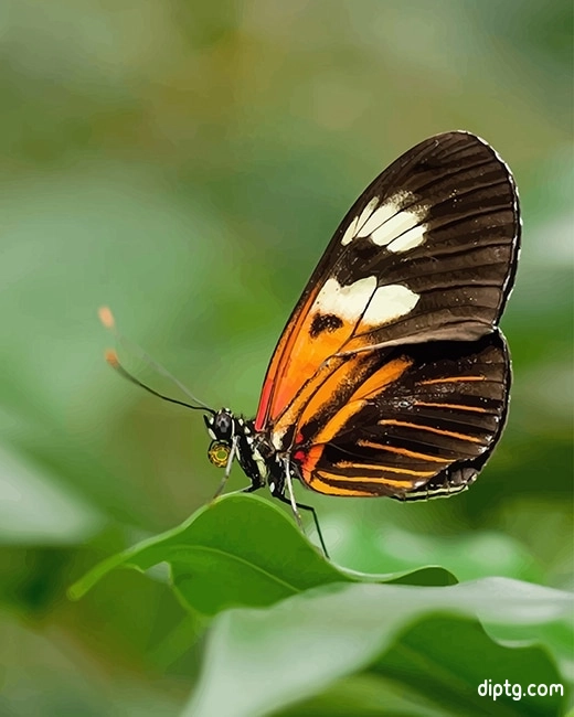 Heliconius Butterfly Painting By Numbers Kits.jpg