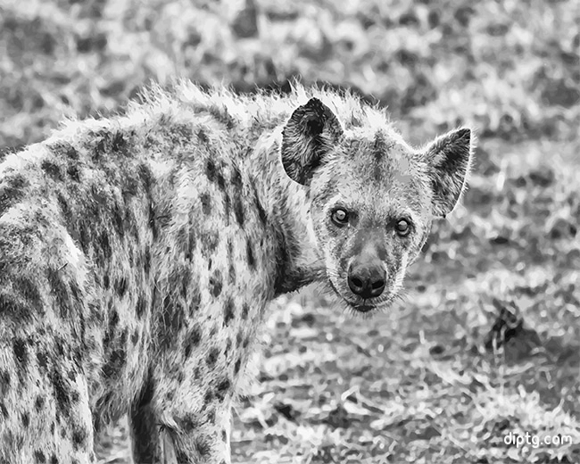 Hyenas Black And White Painting By Numbers Kits.jpg