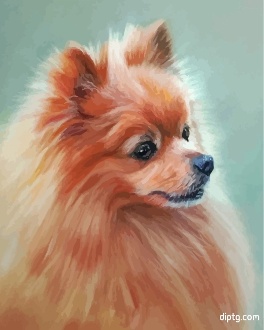 Aesthetic Pomeranian Dog Painting By Numbers Kits.jpg