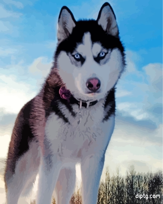 Husky In Snow Painting By Numbers Kits.jpg