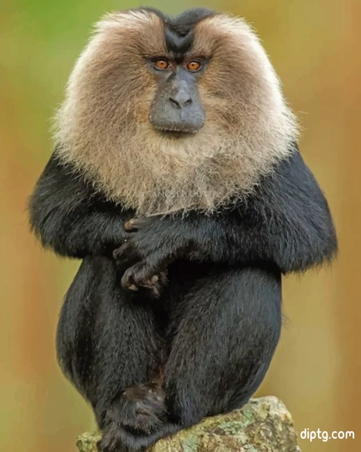 Lion Tailed Macaque Painting By Numbers Kits.jpg
