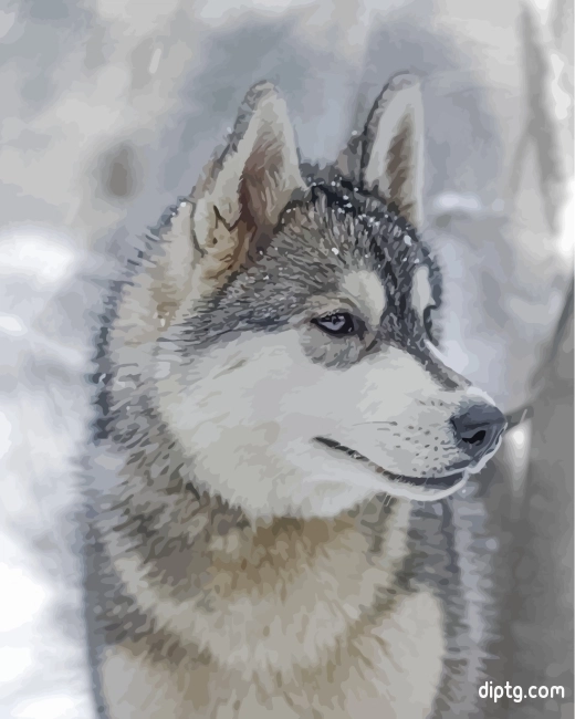 Aesthetic Husky And Snow Painting By Numbers Kits.jpg
