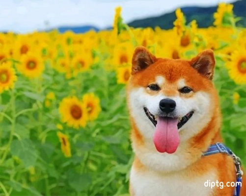 Shiba Inu In A Field Of Sunflowers Painting By Numbers Kits.jpg