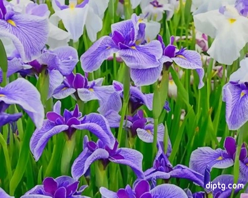Iris Flower Field Painting By Numbers Kits.jpg