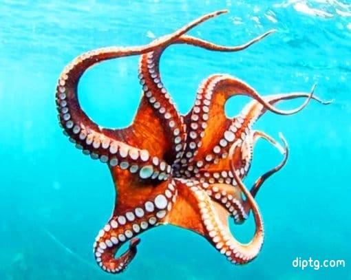 Smoothskin Octopus Painting By Numbers Kits.jpg