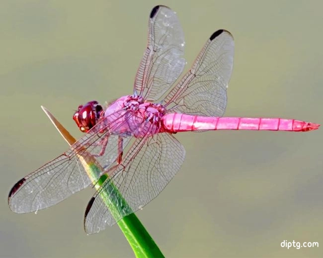 Pink Dragonfly Painting By Numbers Kits.jpg