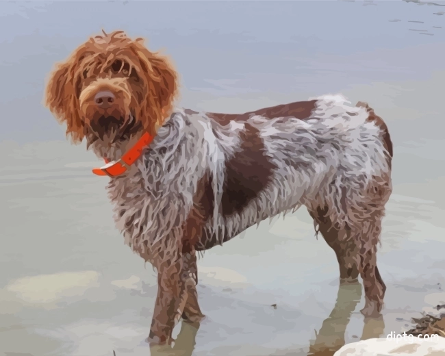 Female Wirehaired Pointing Griffon Painting By Numbers Kits.jpg