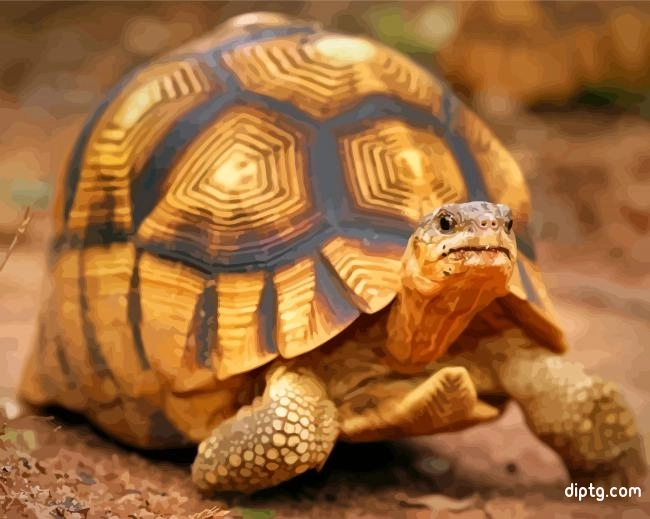 Ploughshare Tortoise Painting By Numbers Kits.jpg