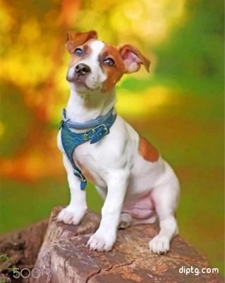 Jack Russell Animal Painting By Numbers Kits.jpg