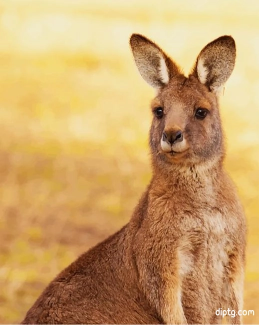 Kangaroo Painting By Numbers Kits.jpg