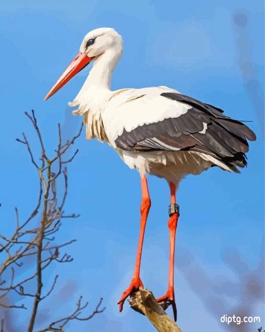 White Stork Bird Painting By Numbers Kits.jpg