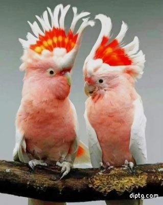 Couple Of Major Mitchells Cockatoo Painting By Numbers Kits.jpg