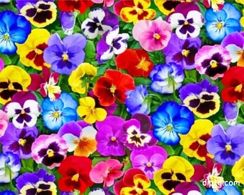 Colorful Pansy Flowers Painting By Numbers Kits.jpg