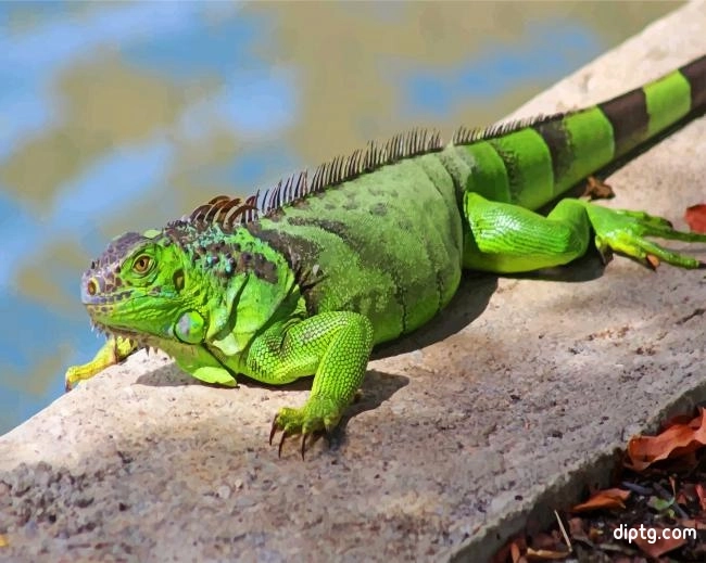 Green Iguana Painting By Numbers Kits.jpg