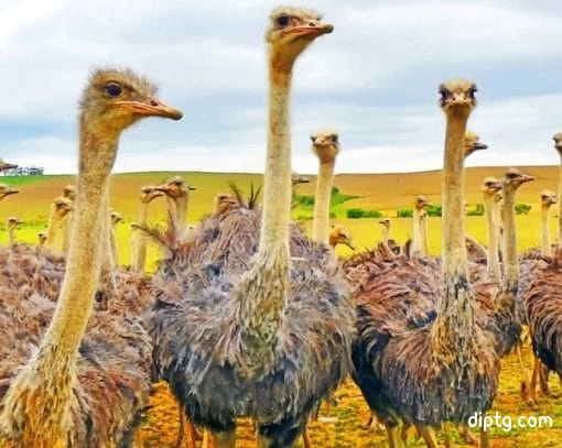 Ostriches In A Field Painting By Numbers Kits.jpg