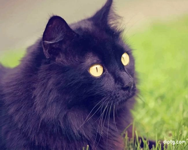 Beautiful Cat With Yellow Eyes Painting By Numbers Kits.jpg