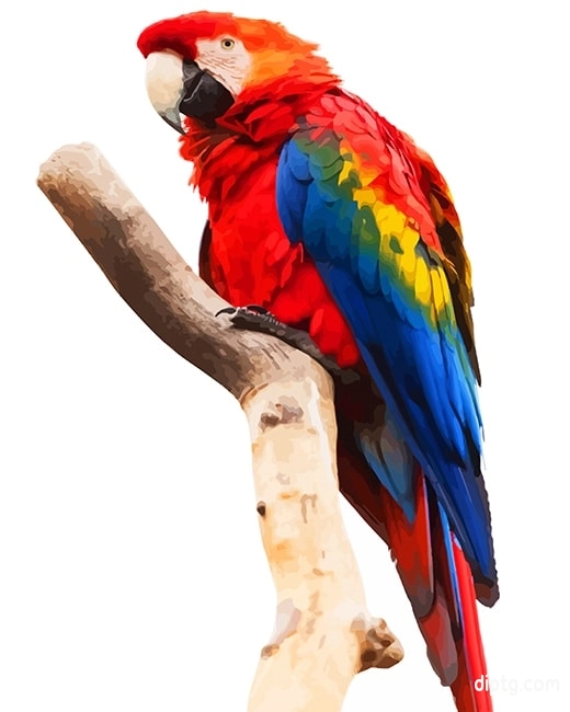 Macaw Png Painting By Numbers Kits.jpg
