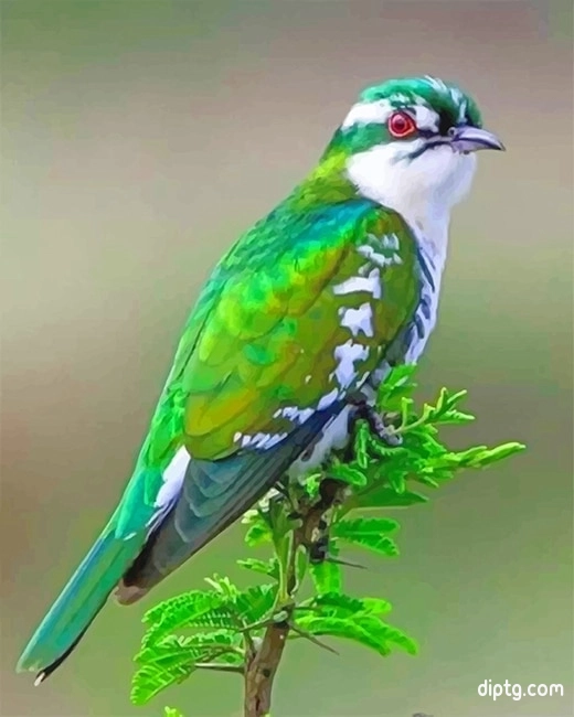Diederik Cuckoo Bird Painting By Numbers Kits.jpg
