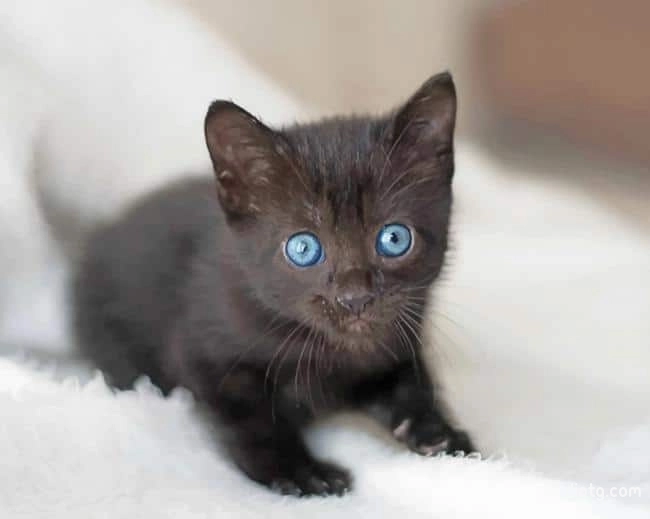 Cute Baby Cat With Blue Eyes Painting By Numbers Kits.jpg