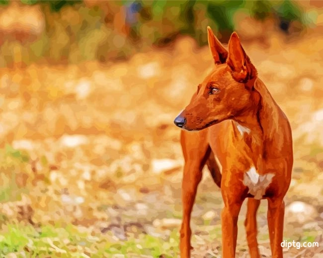 Podenco Dog Animal Paint By Numbers Painting By Numbers Kits.jpg