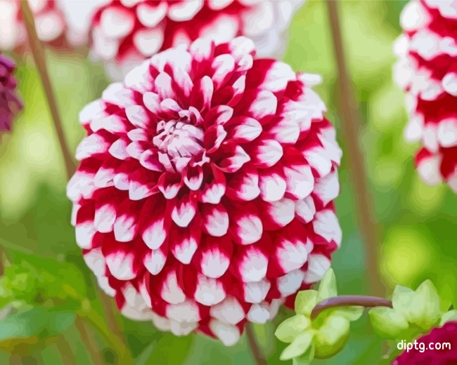 White Red Dahlia Painting By Numbers Kits.jpg