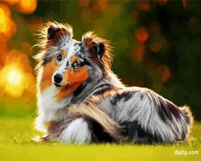 Collie Dog Painting By Numbers Kits.jpg