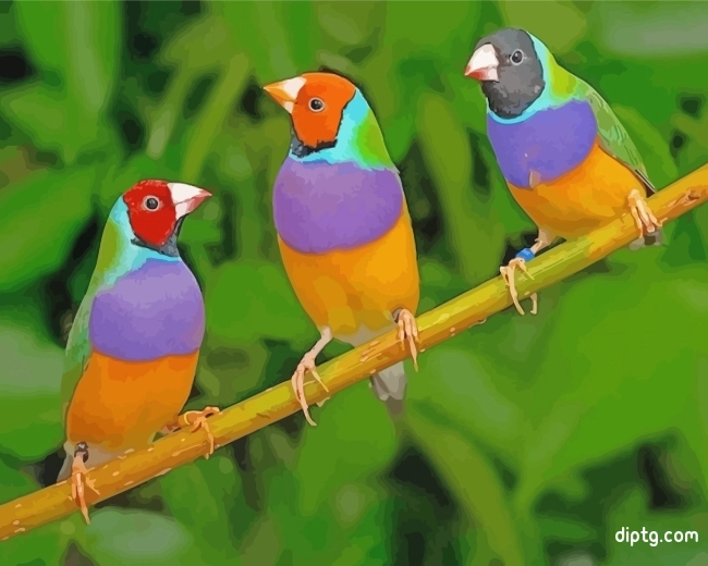 Colorful Finch Birds Painting By Numbers Kits.jpg