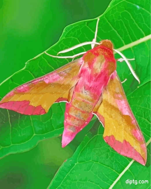 Pink Moth Painting By Numbers Kits.jpg