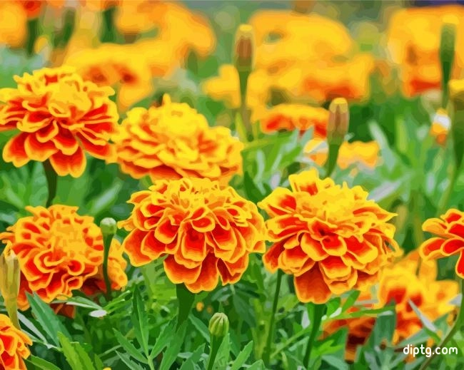 Orange French Marigolds Painting By Numbers Kits.jpg