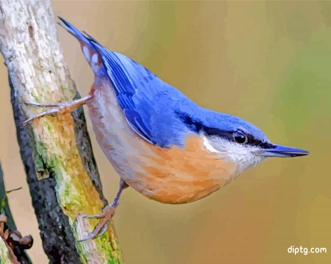 Nuthatch Bird Painting By Numbers Kits.jpg