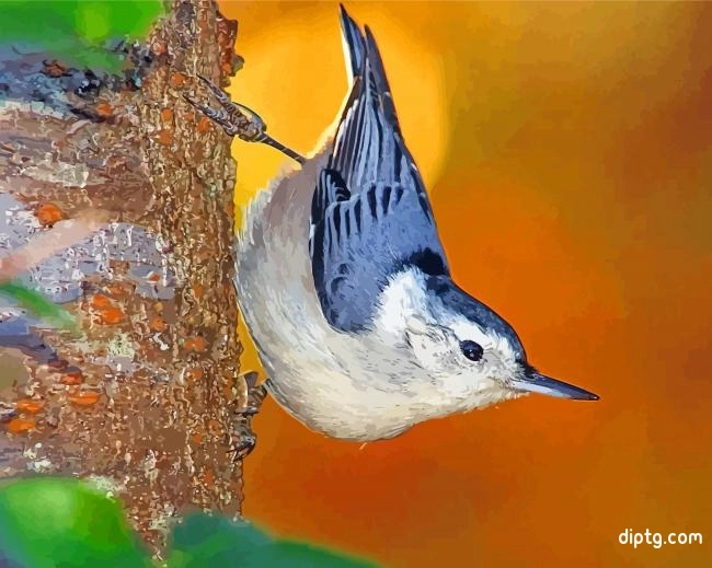 White Breasted Nuthatch Painting By Numbers Kits.jpg