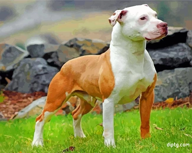 Brown And White Pitbull Painting By Numbers Kits.jpg