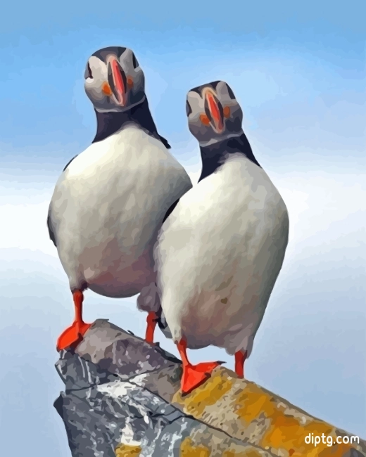Atlantic Puffin Birds Painting By Numbers Kits.jpg