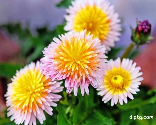 Pink Dandelions Painting By Numbers Kits.jpg