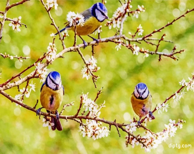 Spring Blue Tit Birds Painting By Numbers Kits.jpg