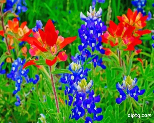 Bluebonnets Plants Painting By Numbers Kits.jpg