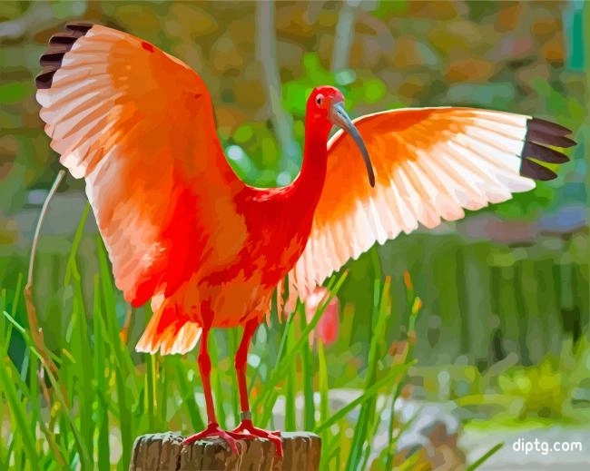 Scarlet Ibis Big Wings Painting By Numbers Kits.jpg