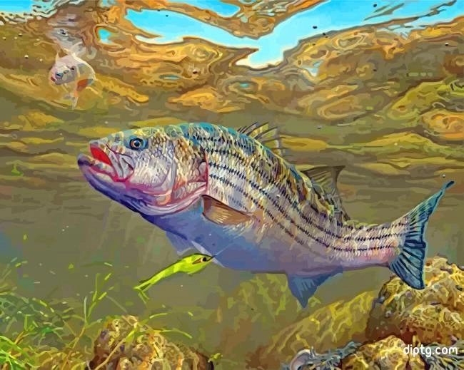 Striped Bass Fish Underwater Painting By Numbers Kits.jpg