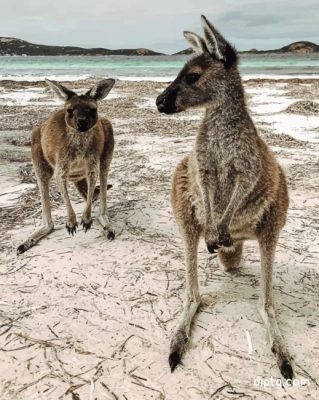 Kangaroos In The Beach Painting By Numbers Kits.jpg