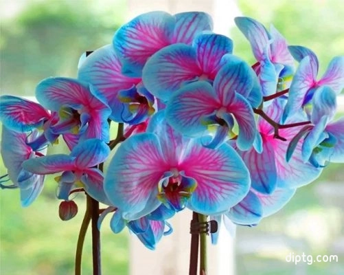 Blue Orchid Flowers Painting By Numbers Kits.jpg